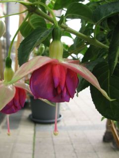 Fuchsia Grand Prix 03