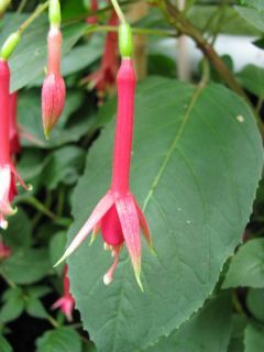 Fuchsia Grasmere 01