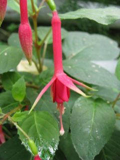 Fuchsia Grasmere 02