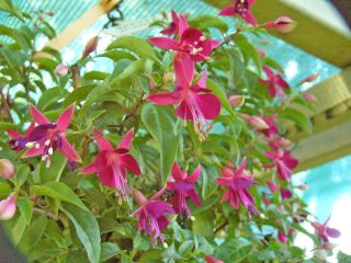 Fuchsia Grazerwinning 01