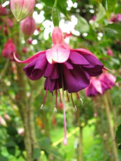 Fuchsia Groene Boelvaar 01