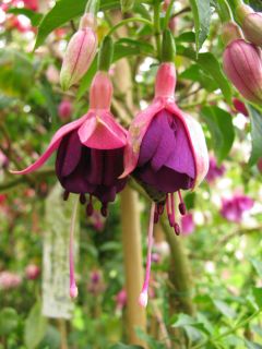 Fuchsia Groene Boelvaar 02