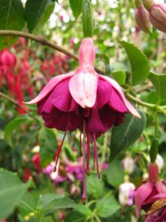 Fuchsia Groene Boelvaar 03