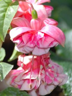 Fuchsia Grundlsee 02