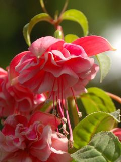 Fuchsia Grundlsee 03