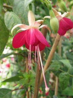 Fuchsia Gruss aus Himmelpforten 01