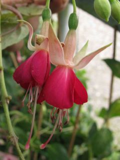 Fuchsia Gruss aus Himmelpforten 02