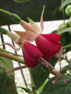 Fuchsia Gruss aus Himmelpforten 03