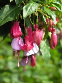 Fuchsia Gwendoline Claire 01