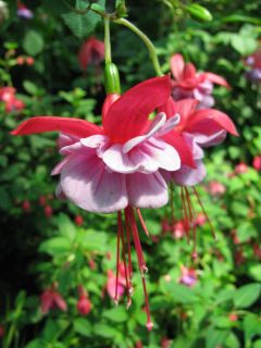 Fuchsienbild Heidi Ann 04