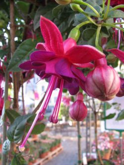 Fuchsienbild Het Mauwerke 02