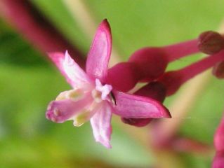 Fuchsienbild Himmelreichs Erste 05