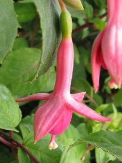 Fuchsienbild Hölderlin 02