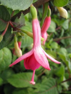 Fuchsienbild Hölderlin 03