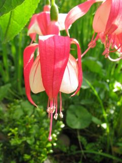 Fuchsia Impudence 01