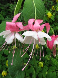 Fuchsia Impudence 02