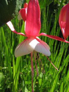 Fuchsia Impudence 03