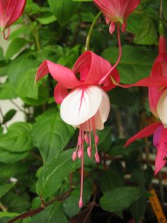 Fuchsia Impudence 04