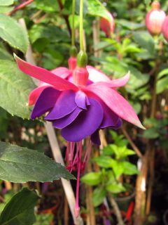 Fuchsia Ingridi 01