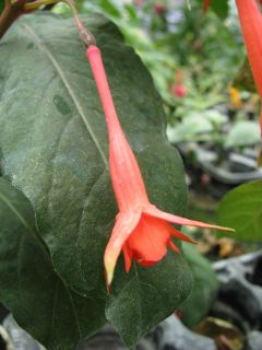 Fuchsia Inulinde 01