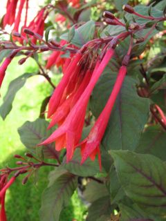 Fuchsia Insulinde 03