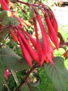 Fuchsia Insulinde 04