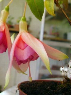 Fuchsia Irene van Zoeren 01