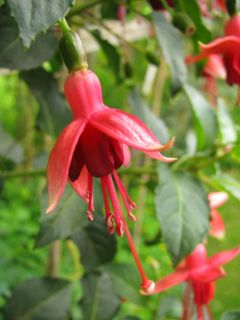 Fuchsia Isabell Reim 01