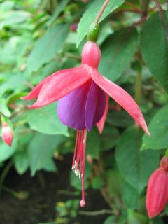 Fuchsia Isis (Lemoine) 01