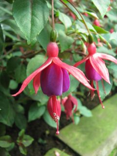 Fuchsia Isis (Lemoine) 02