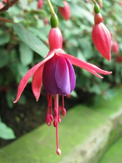 Fuchsia Isis (Lemoine) 03