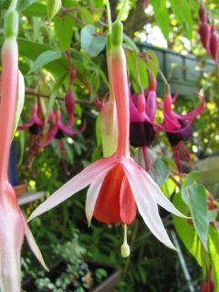 Fuchsienbild Jac Damen 01