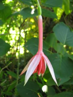 Fuchsienbild Jac Damen 03