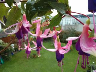 Fuchsia Jack Siverns 01