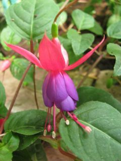 Fuchsienbild James Travis 01