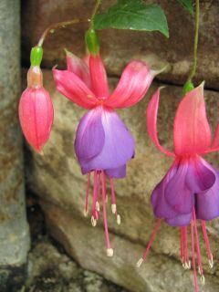 Fuchsienbild James Travis 02