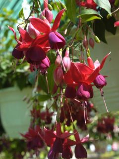 Fuchsienbild Jan Bremer 02