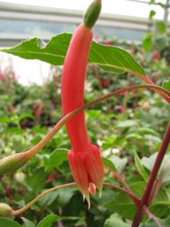 Fuchsienbild Jan Brill 01