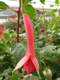 Fuchsienbild Jan Brill 02