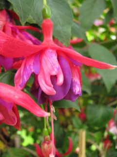 Fuchsienbild Jan Lammertink 03