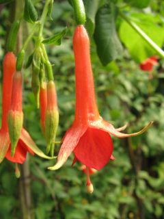 Fuchsienbild Jan Wieggers 02