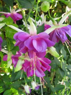 Fuchsia Jan Zonder Vrees 01