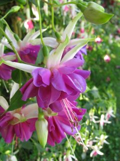 Fuchsia Jan Zonder Vrees 02