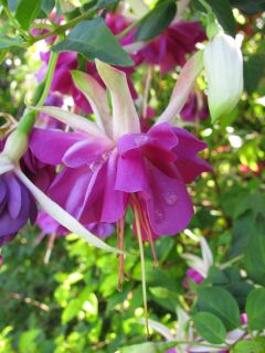 Fuchsia Jan Zonder Vrees 03