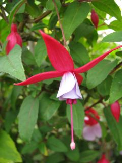 Fuchsia Jasmin Häupel 01