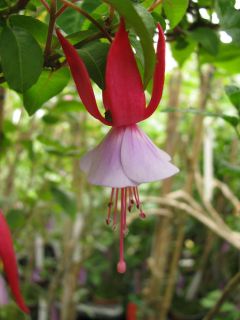 Fuchsia Jasmin Häupel 02