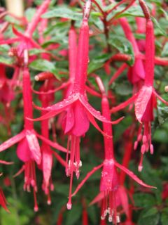 Fuchsienbild Javelin 01