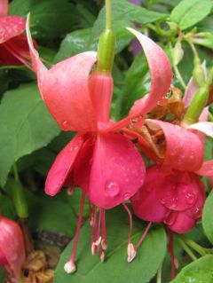 Fuchsienbild Jenny Brinson 03