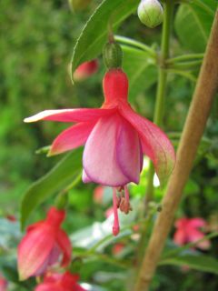 Fuchsienbild Jenny Sörensen 02