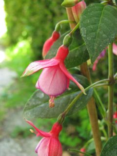 Fuchsienbild Jenny Sörensen 03